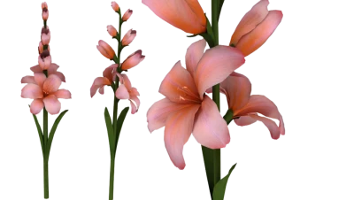 Pink Gladiolus Flowers Clipart