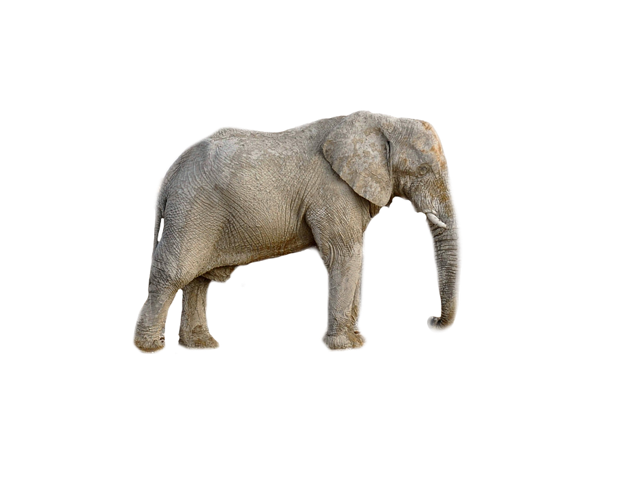 African Elephant Standing Clipart