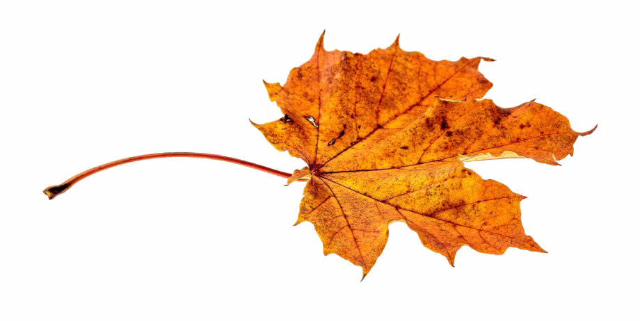 Autumn Maple Leaf Clipart