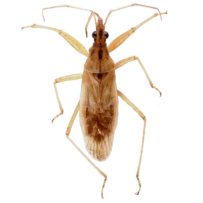 Brown Leaf Footed Bug Transparent Background
