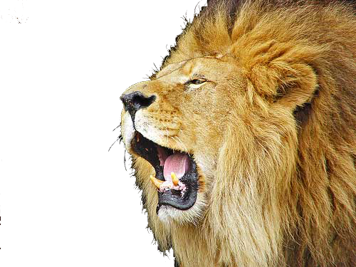Male Lion Roaring Face Clipart