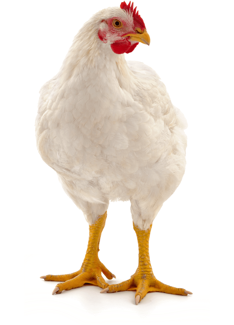 White Chicken Hen Standing Clipart