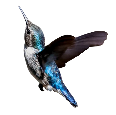 Beautiful Blue Hummingbird PNG Image