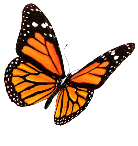 Butterfly PNG – Beautiful & Colorful Transparent Images Download 6