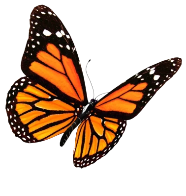 Butterfly PNG – Beautiful & Colorful Transparent Images Download