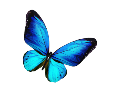 Butterfly PNG – Beautiful & Colorful Transparent Images Download 9