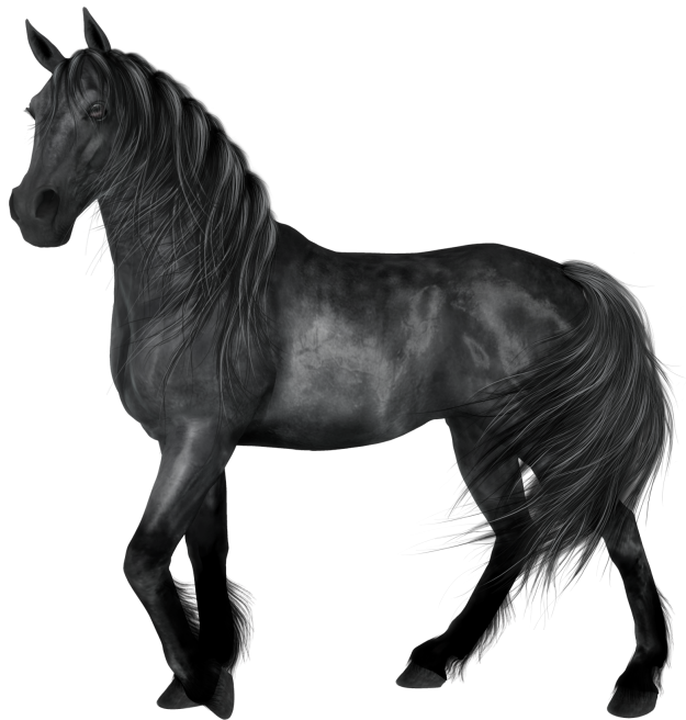 Majestic Black Horse with Long Mane Free Download PNG