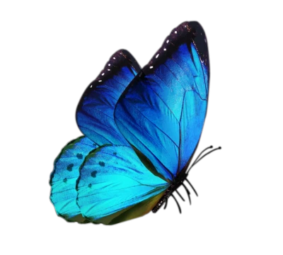 Butterfly PNG – Beautiful & Colorful Transparent Images Download