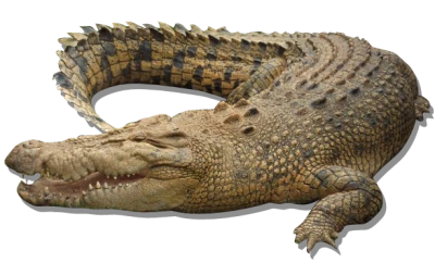 Large Brown Crocodile Crawling Clipart