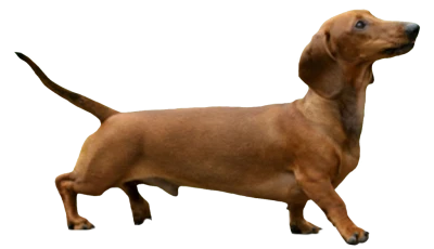 Brown Dachshund Sausage Dog Transparent Background