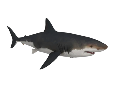 Great White Shark PNG Image