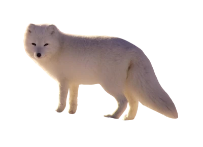 Arctic Fox Transparent Background