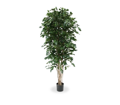 Artificial Ficus Tree Clipart
