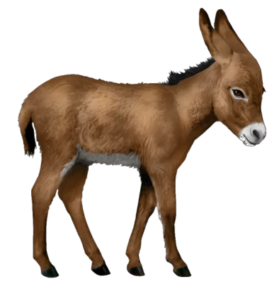 Baby Donkey Transparent Background