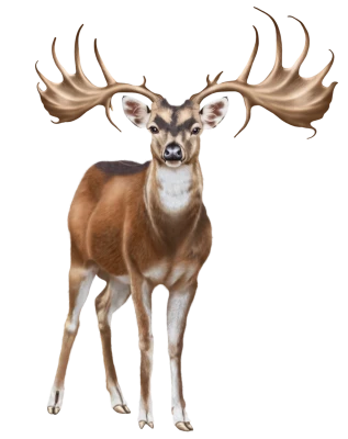 Deer with Antlers Free PNG