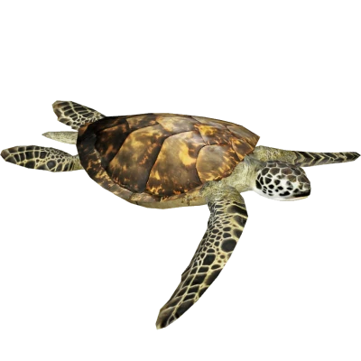 Sea Turtle Transparent Background
