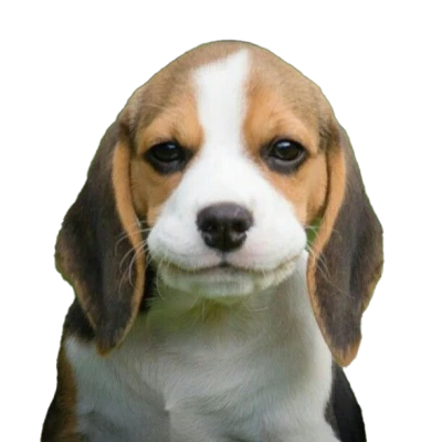 Beagle Puppy Clipart