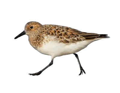 Sanderling Sandpiper Bird Transparent Background