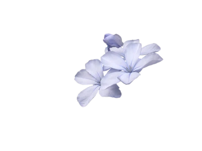 Light Blue Plumbago Flowers Clipart