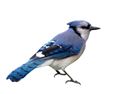 Blue Jay Bird Photo Transparent Background