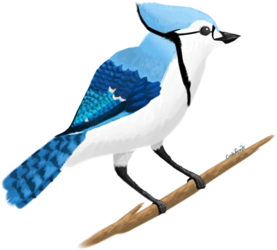Blue Jay Bird Illustration Drawing Clipart