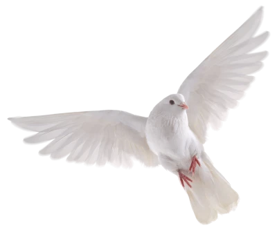 White Flying Dove Transparent Background