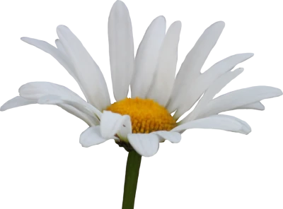 White Daisy Flower Transparent Background