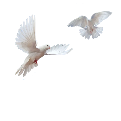Two White Flying Doves Free PNG