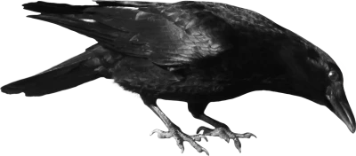 Black Crow Raven Bird Free PNG