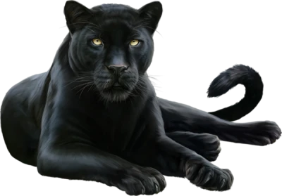 Black Panther Wild Animal Free PNG