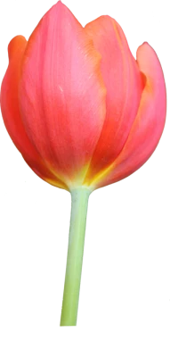 Beautiful Red Tulip Flower Clipart