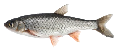 Freshwater Chub Fish Animal Clipart