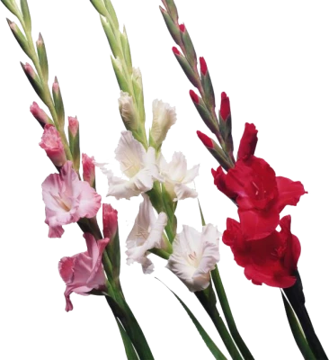Pink White And Red Gladiolus Flowers Clipart