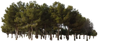 Row Of Pine Trees Forest Free PNG
