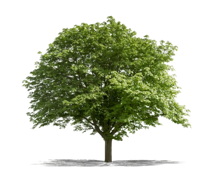 Large Green Chestnut Tree Transparent Background