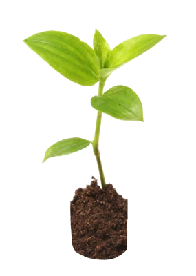 Small Green Plant Seedling PNG