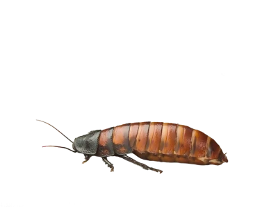 Hissing Cockroach Insect PNG