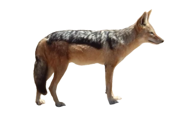 Black-Backed Jackal Animal PNG