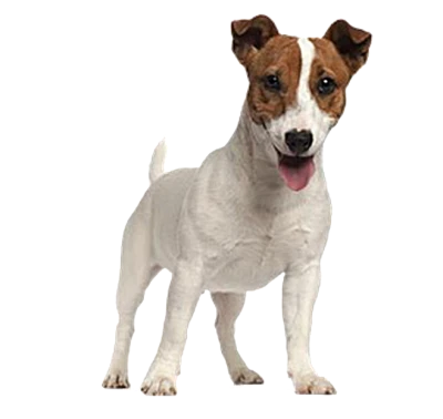 Jack Russell Terrier Dog PNG