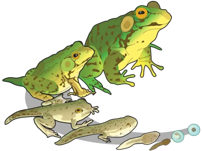 Life Cycle of a Frog Free PNG