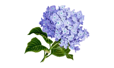 Purple Hydrangea Flower PNG