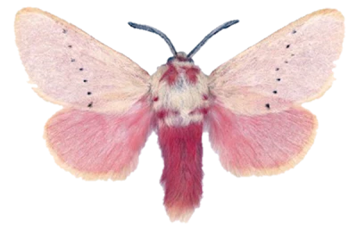 Rosy Maple Moth Pink and White Clipart
