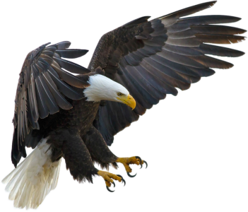 Birds PNG – Beautiful & Natural Transparent Images Download 1