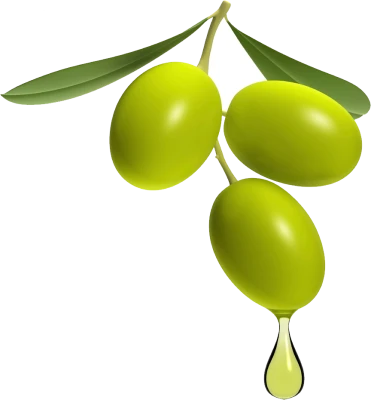 Green Olives on Branch with Oil Free PNG