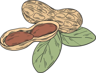 Peanuts in Shell Line Art Clipart
