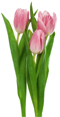 Beautiful Pink Tulips Bouquet Free PNG