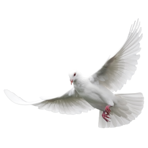 Birds PNG – Beautiful & Natural Transparent Images Download 7