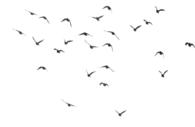 Birds PNG – Beautiful & Natural Transparent Images Download