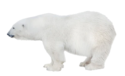 White Polar Bear PNG Image