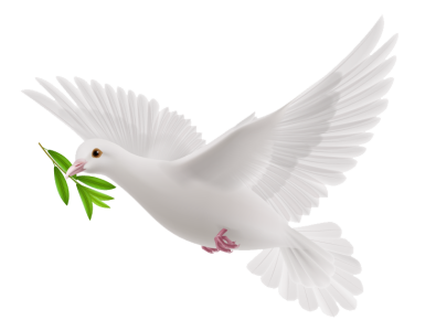 Birds PNG – Beautiful & Natural Transparent Images Download 9